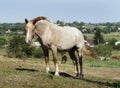 Horse standing on green grass