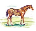 Red horse standing on green meadow, side view, watercolor illustration Royalty Free Stock Photo