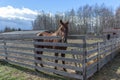 Red horse stands in the pen behind the gate