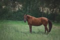 Red horse in summer rain in green field