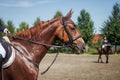 Red horse training in paddock