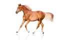 Red horse trot isolated Royalty Free Stock Photo