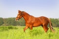 Red horse trotting Royalty Free Stock Photo