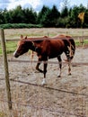 Red Horse Trotting Royalty Free Stock Photo