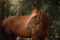 Red horse trotting in a meadow Royalty Free Stock Photo