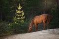 Red horse trotting in a meadow Royalty Free Stock Photo