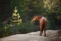 Red horse trotting in a meadow Royalty Free Stock Photo