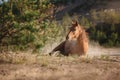 Red horse trotting in a meadow Royalty Free Stock Photo