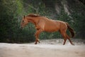 Red horse trotting in a meadow Royalty Free Stock Photo