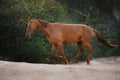 Red horse trotting in a meadow Royalty Free Stock Photo