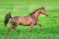 Red horse trotting Royalty Free Stock Photo