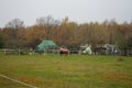 A red horse under a papon, sheep and hooded crows graze in a paddock pasture. Stadtrandhof, Schoenefeld, Germany