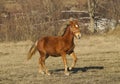 Red horse walks on the field Royalty Free Stock Photo