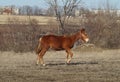 Red horse with a white blaze on the field Royalty Free Stock Photo