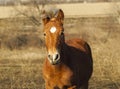 Red horse with a white blaze Royalty Free Stock Photo