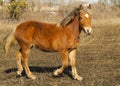 Red horse with a white blaze Royalty Free Stock Photo