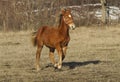 Red horse with a white blaze running Royalty Free Stock Photo