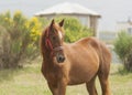 Red horse with white mane and white blaze Royalty Free Stock Photo