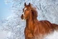 Red horse in winter day Royalty Free Stock Photo