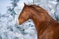 Red horse in winter day Royalty Free Stock Photo