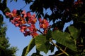 Red Horsechestnut   822278 Royalty Free Stock Photo