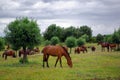 Red Horses Royalty Free Stock Photo