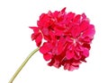 Red Horseshoe geranium (Pelargonium zonale) flower Royalty Free Stock Photo