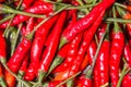 Red hot bird chili pepper nature background