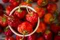 Red Hot Cherry Peppers Royalty Free Stock Photo