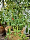 The only red hot chili padi plant Royalty Free Stock Photo
