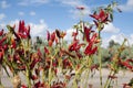 Red hot chili pepers garden Royalty Free Stock Photo