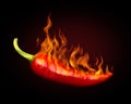 Red hot chili pepper Royalty Free Stock Photo