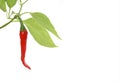 Red hot chili pepper Royalty Free Stock Photo