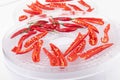 Red hot chili pepper dehydrating Royalty Free Stock Photo