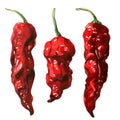 Red hot chili pepper, dry chilli cayenne pepper, dried spice, isolated, organic vegetarian food, natural ingredient