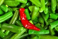 Red hot chili pepper and green beans Royalty Free Stock Photo