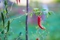 Red hot chili pepper grows on a kitchen garden Royalty Free Stock Photo