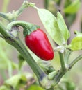 Red chili pepper.