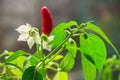 Red hot chili pepper plant close up. Homegrown chili  peppers and blossom Royalty Free Stock Photo