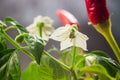 Red hot chili pepper plant close up. Homegrown chili  peppers and blossom Royalty Free Stock Photo