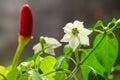 Red hot chili pepper plant close up. Homegrown chili  peppers and blossom Royalty Free Stock Photo