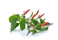 Red hot chili pepper plant with leaves on white background Royalty Free Stock Photo