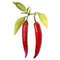 Red hot chili pepper pod realistic image vector illustration Royalty Free Stock Photo