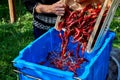 Red hot chili pepper spilling out of the box into the water Royalty Free Stock Photo