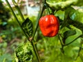 Red hot chili pepper on tree Royalty Free Stock Photo