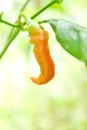 Red hot chili Royalty Free Stock Photo