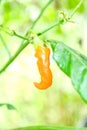 Red hot chili pepper Royalty Free Stock Photo