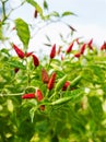 Red hot chili pepper tree Royalty Free Stock Photo