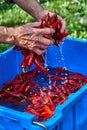 Red hot chili pepper in water splashes. Wash hot red pepper in a blue basin Royalty Free Stock Photo