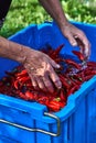 Red hot chili pepper in water splashes. Wash hot red pepper in a blue basin Royalty Free Stock Photo